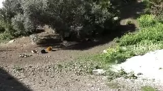 الإذلال الديوث أمريكي