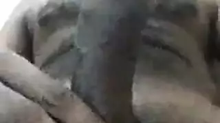 يزلج لاخته