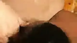 خيال مونيكا يتحقق حينما يجردها رفاقها ويأكلون كسها المشعر المبتل