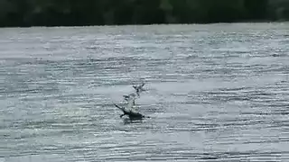 سحاق إباحي: جلسة رباط حبل وعبادة كس