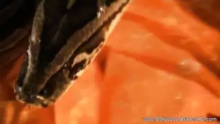 سمراء حسية مستعدة لقضيبك الإباحي السميك