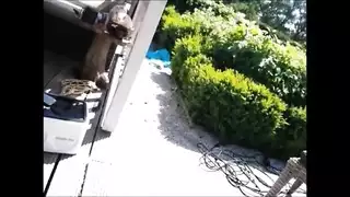 سكس تتناك من كلبها