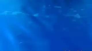 سلسلة بورن طويلة لماري تشوي
