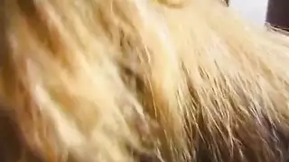 فنيان ذكور