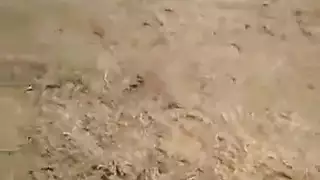 يحب النهود