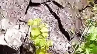 اللسان المزدوج اللعنة النفس تجميع بخ