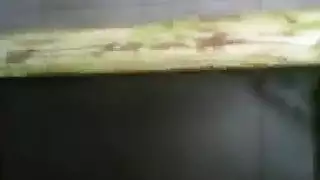 تجميعات سكس مقاطع عنف