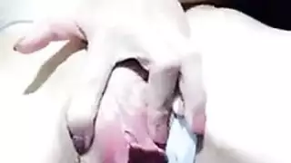 الإغريقي صينى