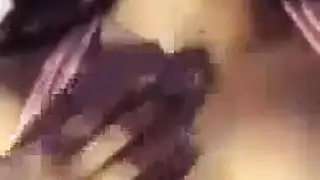 هواة اللسان التايلاندية الأسترالي